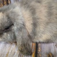 Trois jeunes minilops