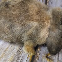 Trois jeunes minilops #3