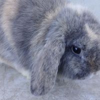 Deux jeunes minilops #1