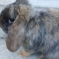 Deux jeunes minilops #3