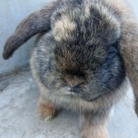 Deux jeunes minilops