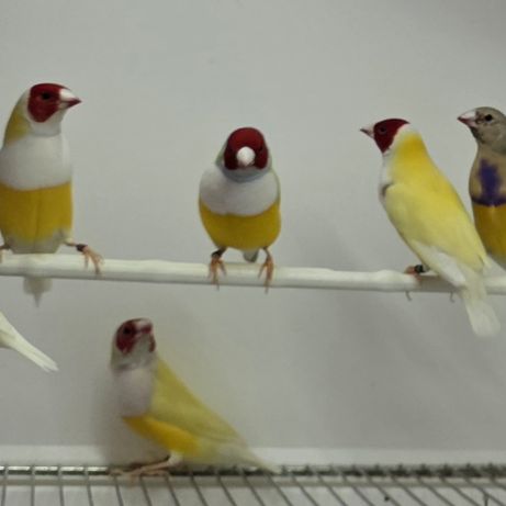 Diamant de gould mâles #0