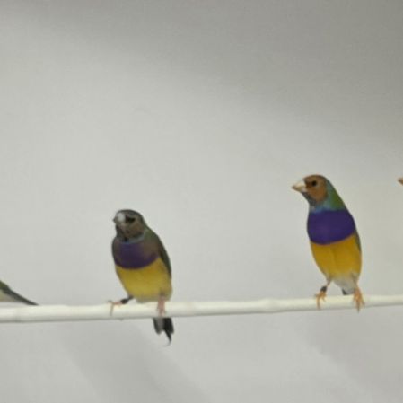 Diamant de gould mâles #2