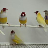 Diamant de gould mâles