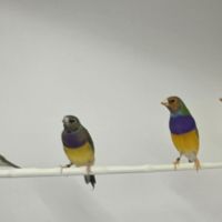 Diamant de gould mâles #2