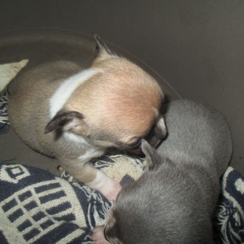 A reserver chiot chihuahua pour noel #2