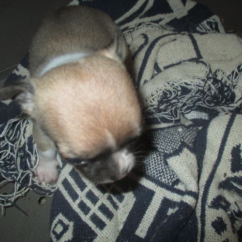 A reserver chiot chihuahua pour noel #4