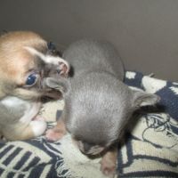 A reserver chiot chihuahua pour noel