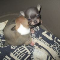 A reserver chiot chihuahua pour noel #3