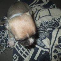 A reserver chiot chihuahua pour noel #4