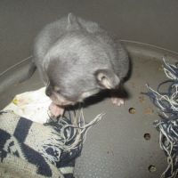 A reserver chiot chihuahua pour noel #5