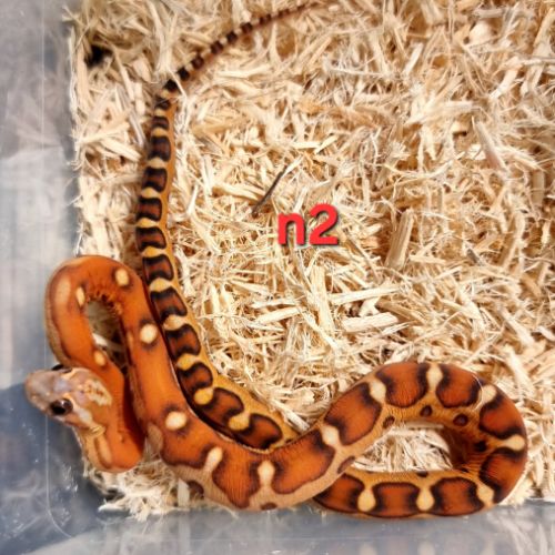 Pantherophis sp scaleless #1