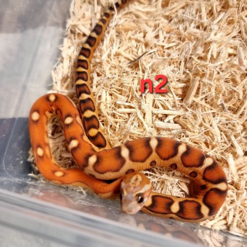 Pantherophis sp scaleless #2