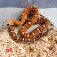Pantherophis sp scaleless #3