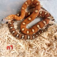 Pantherophis sp scaleless #0