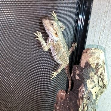 Don a titre gratuite pogona vitticeps juvénile #2