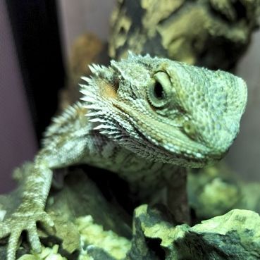 Don a titre gratuite pogona vitticeps juvénile #3