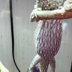 Don a titre gratuite pogona vitticeps juvénile #4