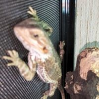 Don a titre gratuite pogona vitticeps juvénile