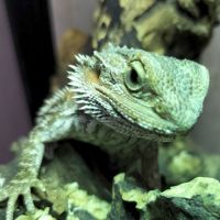 Don a titre gratuite pogona vitticeps juvénile #3