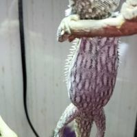 Don a titre gratuite pogona vitticeps juvénile #4