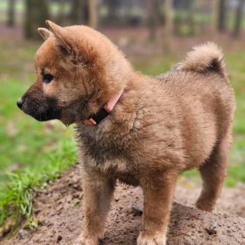 À réserver chiots type shiba inu #3