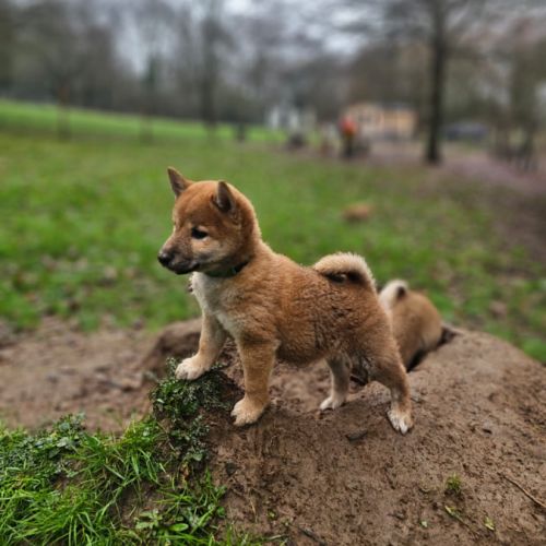 À réserver chiots type shiba inu #6