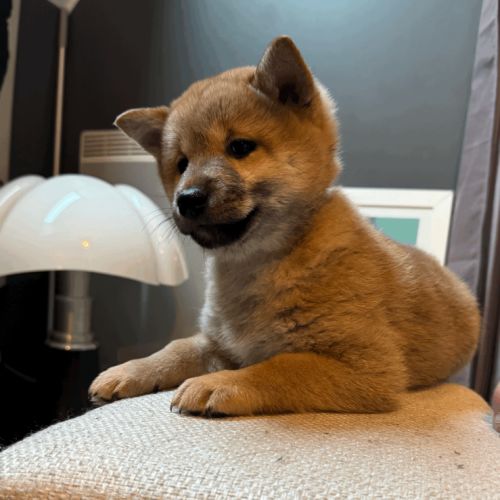 À réserver chiots type shiba inu #2