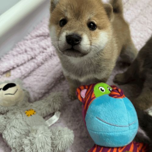 À réserver chiots type shiba inu #0