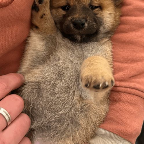 À réserver chiots type shiba inu #4
