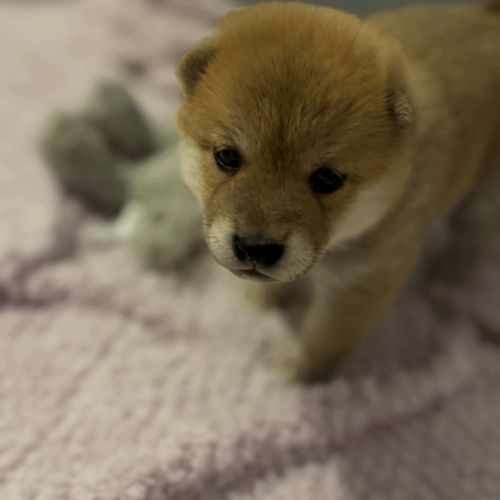 À réserver chiots type shiba inu #5