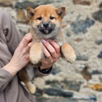 À réserver chiots type shiba inu #0
