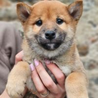 À réserver chiots type shiba inu #2