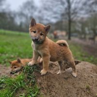 À réserver chiots type shiba inu #4