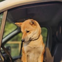 À réserver chiots type shiba inu #1