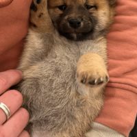 À réserver chiots type shiba inu #4
