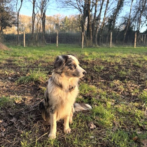 À réserver chiots bergers américains miniatures #1