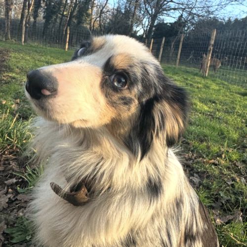 À réserver chiots bergers américains miniatures #2