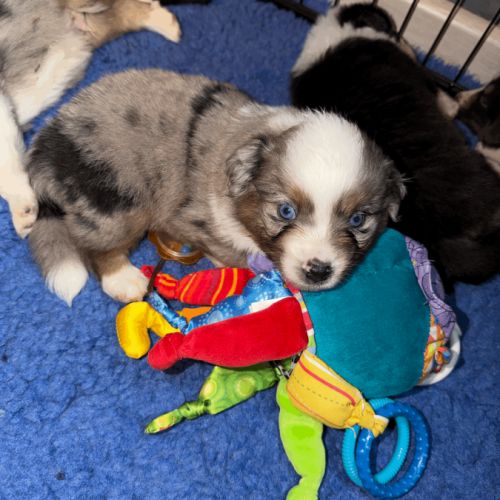 À réserver chiots bergers américains miniatures #3