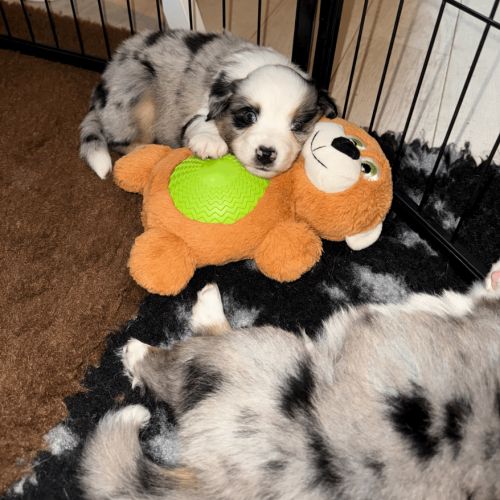 À réserver chiots bergers américains miniatures #4