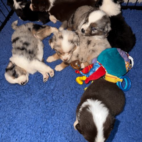 À réserver chiots bergers américains miniatures #0