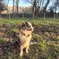 À réserver chiots bergers américains miniatures #1