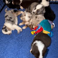 À réserver chiots bergers américains miniatures