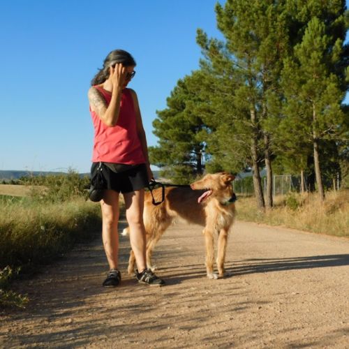 Sirio, superbe podenco mâle de 3 ans #5