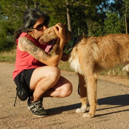 Sirio, superbe podenco mâle de 3 ans #6