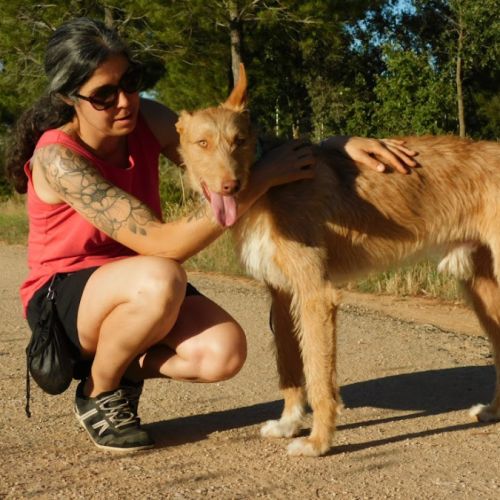 Sirio, superbe podenco mâle de 3 ans #7