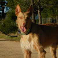 Sirio, superbe podenco mâle de 3 ans