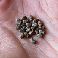 Vente d'oeufs de phyllium philippinicum #1