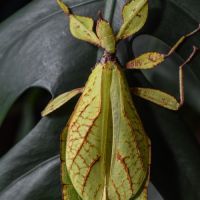 Vente d'oeufs de phyllium philippinicum #0