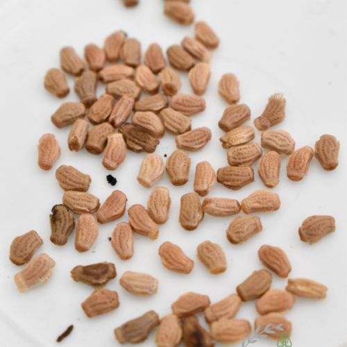 Vente d'œufs de phyllium letiranti #1